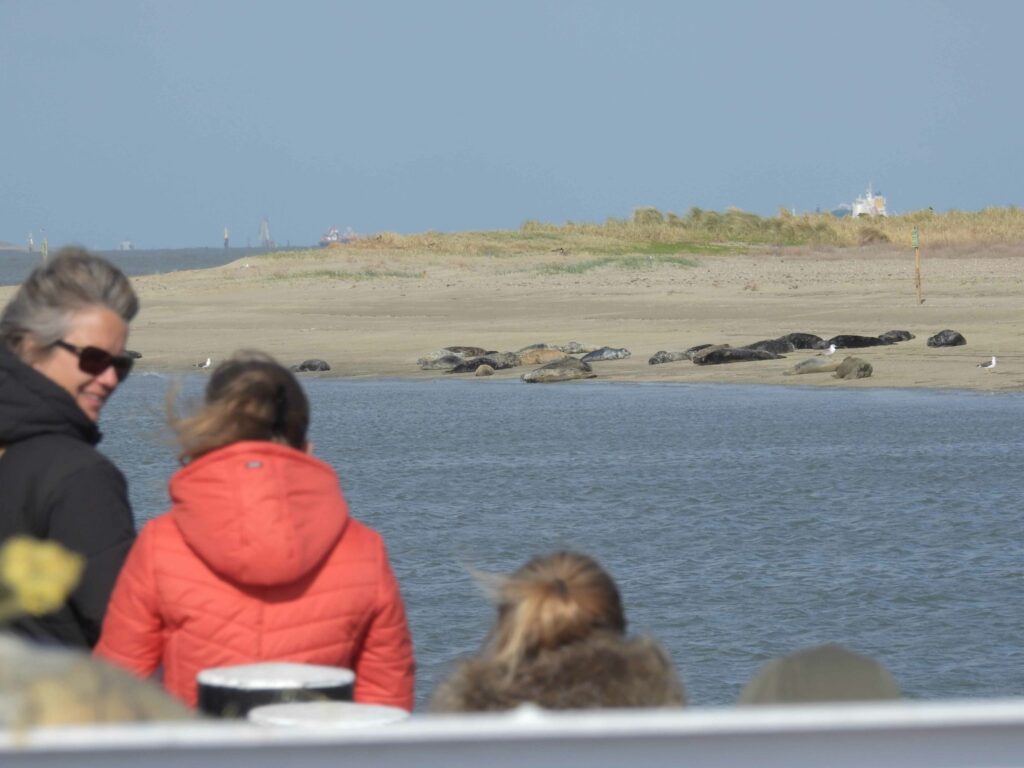 zeehonden-spotten-festijn_lr